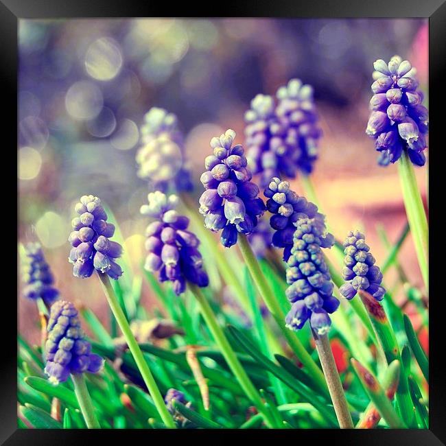  Spring Muscari Framed Print by Rosanna Zavanaiu