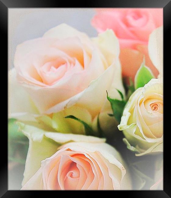  Love roses .. Framed Print by Rosanna Zavanaiu