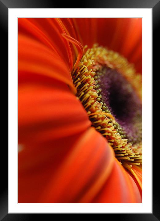 gerbera up close.. Framed Mounted Print by Rosanna Zavanaiu