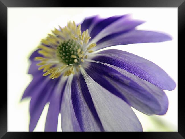 anemone Framed Print by Rosanna Zavanaiu