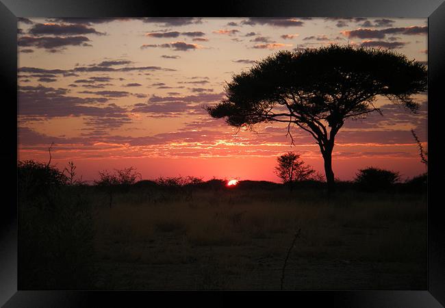 african sunset Framed Print by felicity turner
