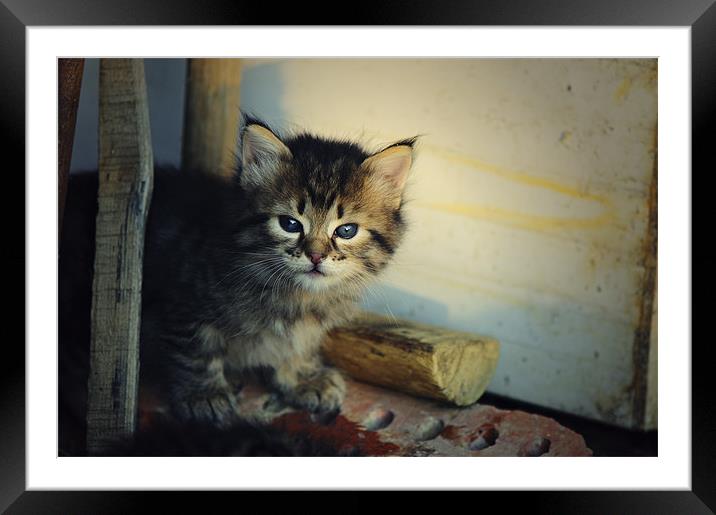 Kitty Framed Mounted Print by Massimiliano Acquisti