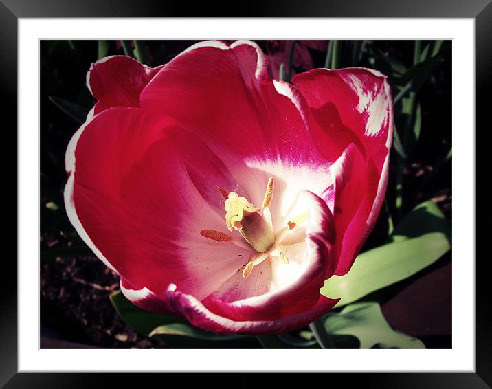 Red Tulip Framed Mounted Print by Christine Jeffrey