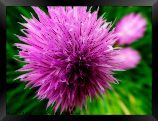 Chives Framed Print by Christine Jeffrey