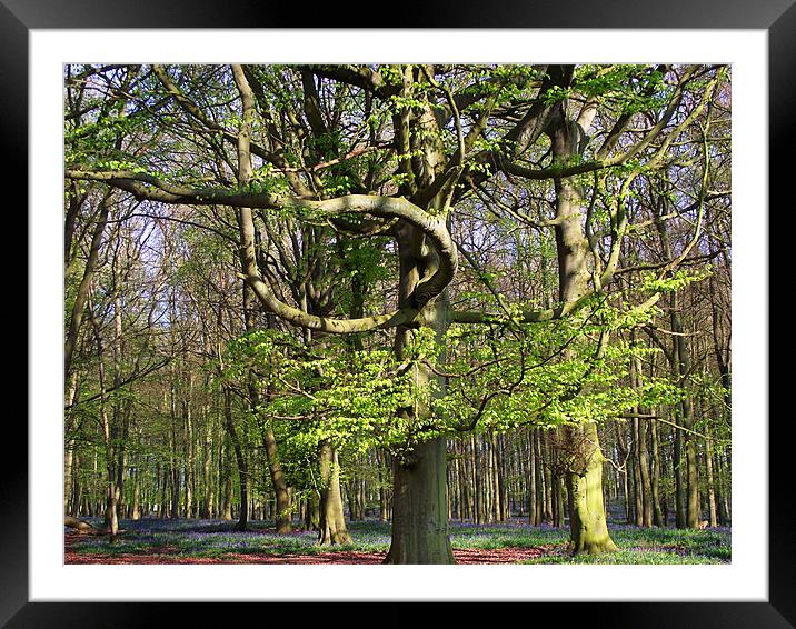 Woodland scene Framed Mounted Print by Christine Jeffrey