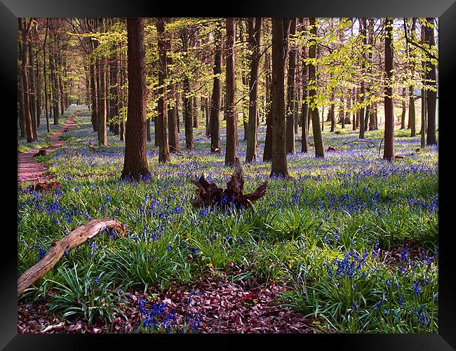 Bluebell Woodland Framed Print by Christine Jeffrey