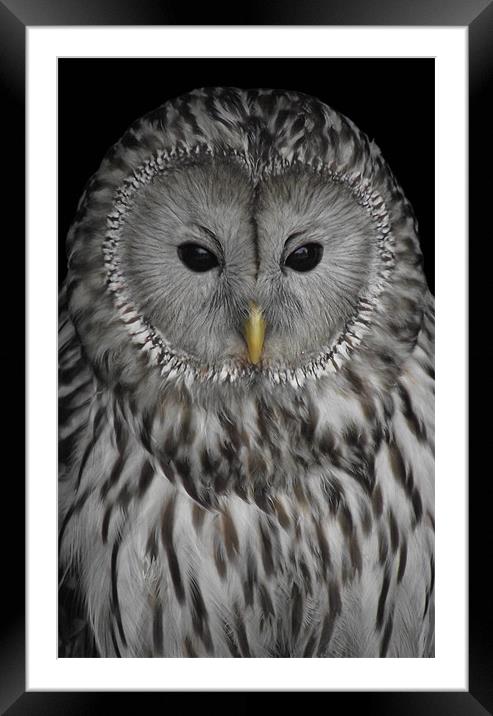 Ural Owl Framed Mounted Print by Christine Jeffrey