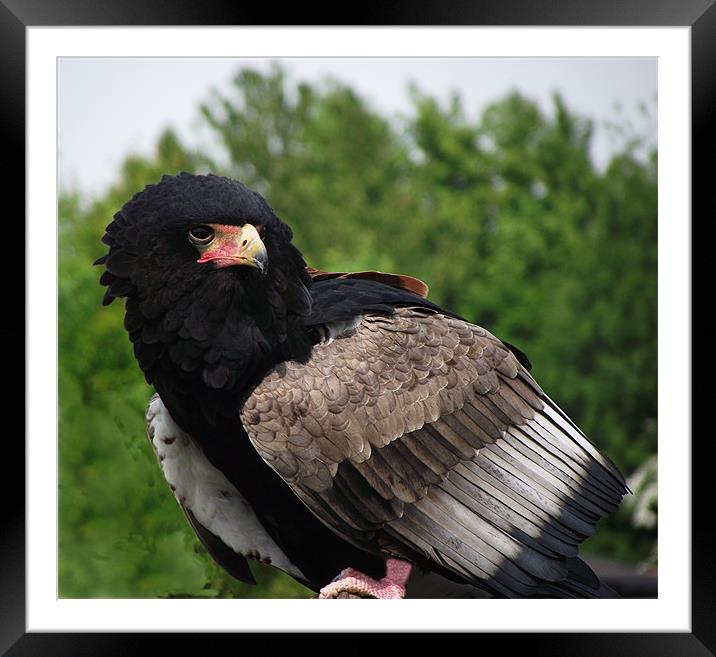 Bateleur Eagle Framed Mounted Print by Christine Jeffrey