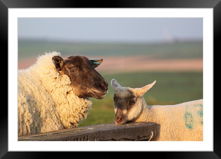 Sheep & Lamb on Farm Framed Mounted Print by craig sivyer