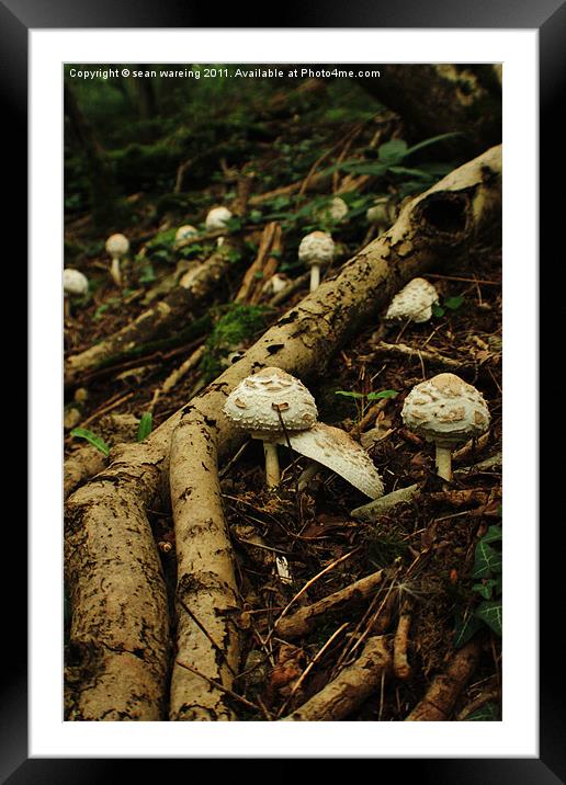 Macrolepiota rhacodes wild mushroom Framed Mounted Print by Sean Wareing