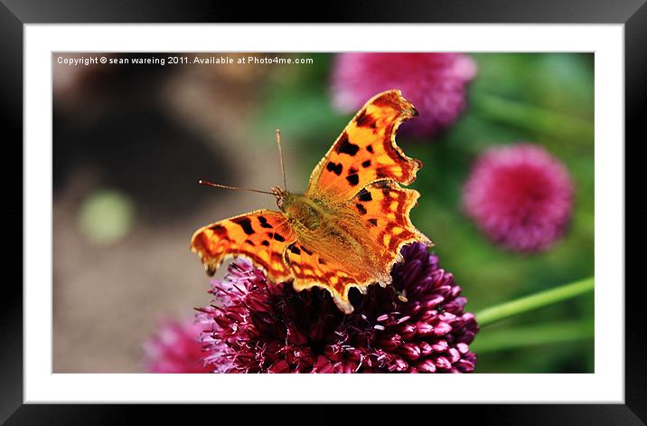 Comma Butterfly Framed Mounted Print by Sean Wareing