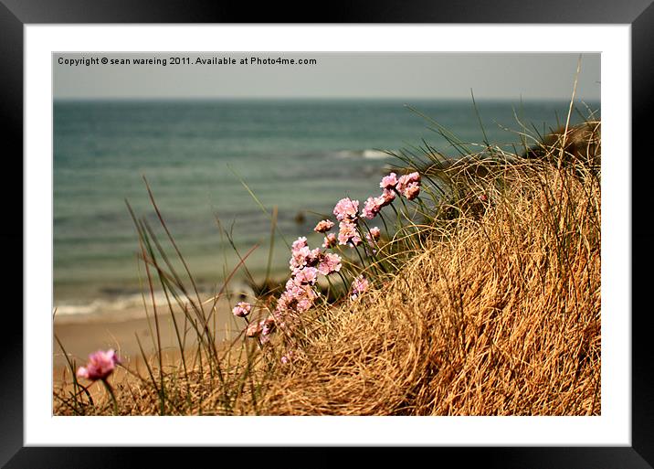 Coastal flower Framed Mounted Print by Sean Wareing