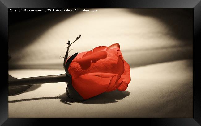 Single red rose Framed Print by Sean Wareing