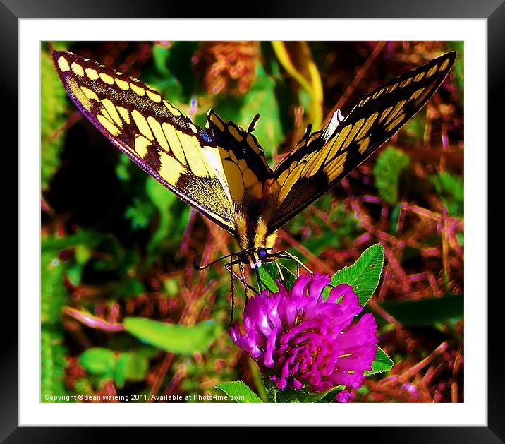 Swallowtail butterfly Framed Mounted Print by Sean Wareing