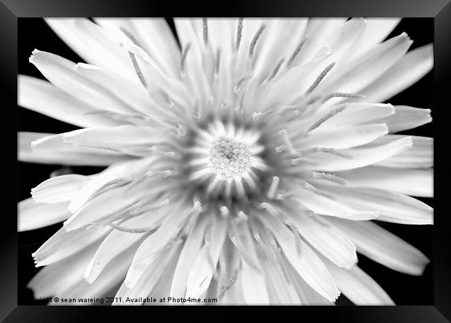 chrysanthemum on black Framed Print by Sean Wareing