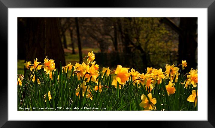 The Colors of spring Framed Mounted Print by Sean Wareing