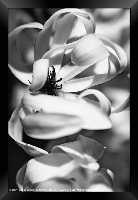 Spring Magnolia Framed Print by Sean Wareing