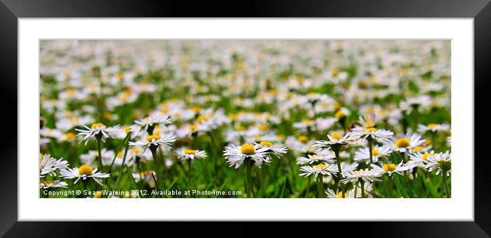 Wild Daises Framed Mounted Print by Sean Wareing