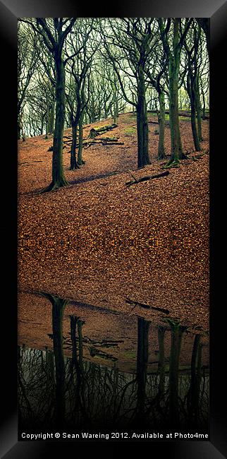 Forest Reflections Framed Print by Sean Wareing