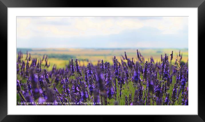 Lavender Fields Framed Mounted Print by Sean Wareing