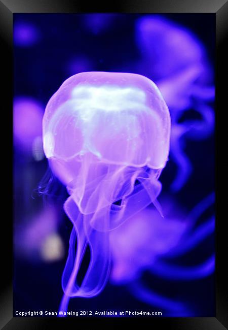 Neon Jellyfish Framed Print by Sean Wareing