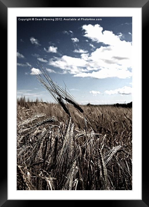 Fields Of Gold II Framed Mounted Print by Sean Wareing