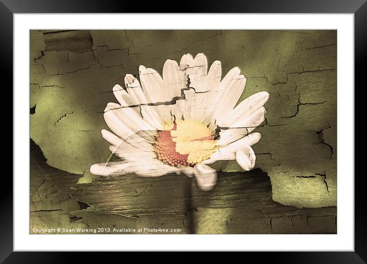 Ageing Daisy Framed Mounted Print by Sean Wareing