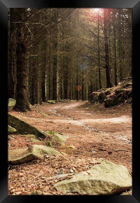 Forest Track Framed Print by Sean Wareing