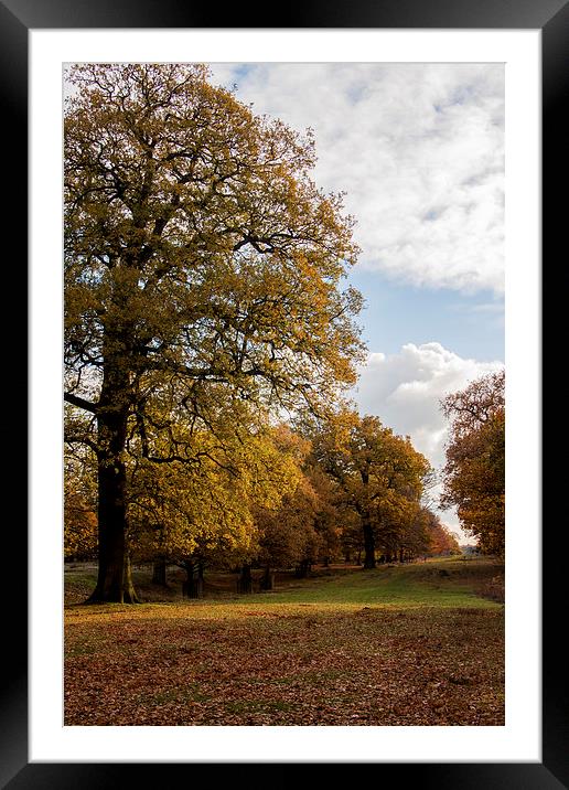 Autumn Colour Framed Mounted Print by Sean Wareing