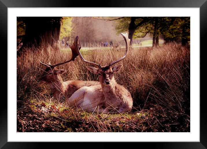 Sika Deer Framed Mounted Print by Sean Wareing
