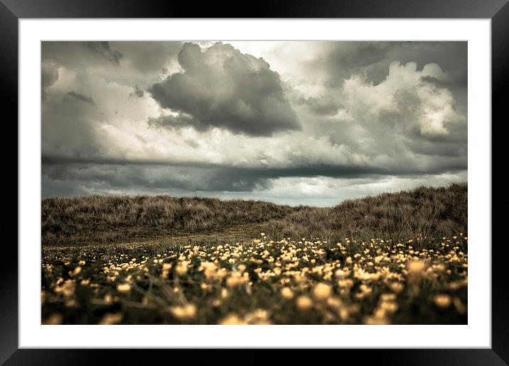 Field of Gold Framed Mounted Print by Sean Wareing