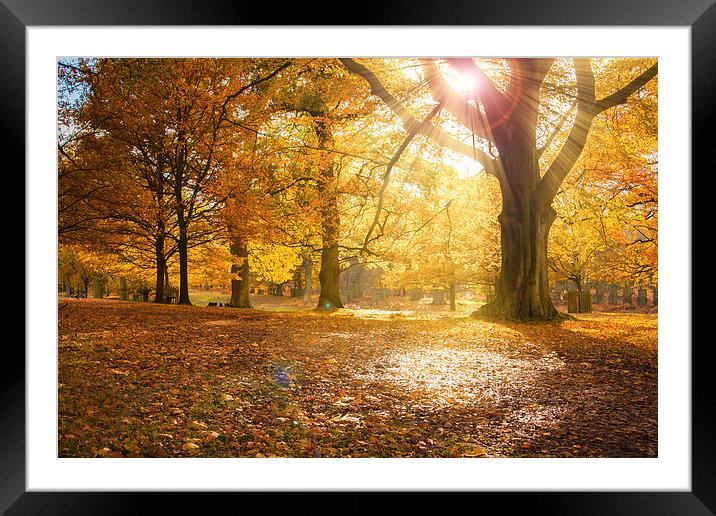  Autumn Glory II Framed Mounted Print by Sean Wareing