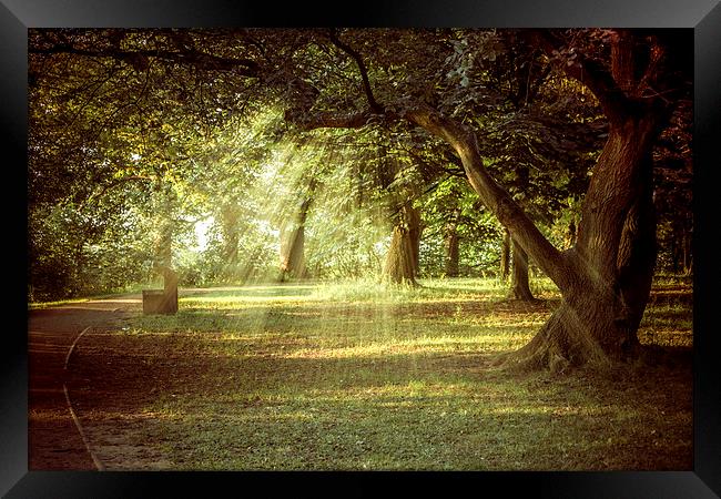  A Summers Walk Framed Print by Sean Wareing