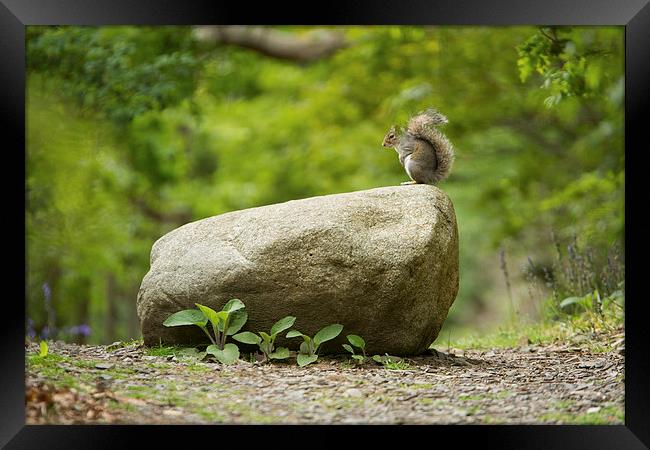  Squirrel on a rock Framed Print by Sean Wareing