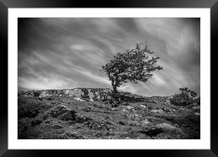 Lone Tree Framed Mounted Print by Sean Wareing
