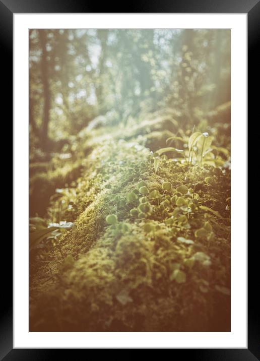 The Forest Floor Framed Mounted Print by Sean Wareing