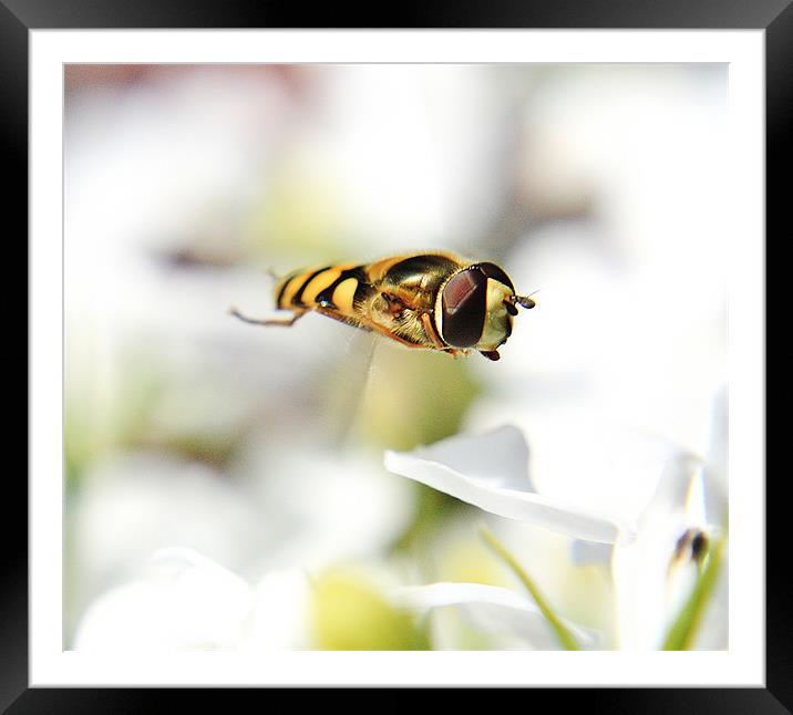 Hoverfly Framed Mounted Print by Sean Wareing