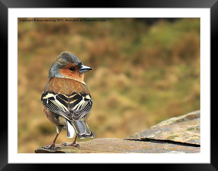 Chaffinch Framed Mounted Print by Sean Wareing