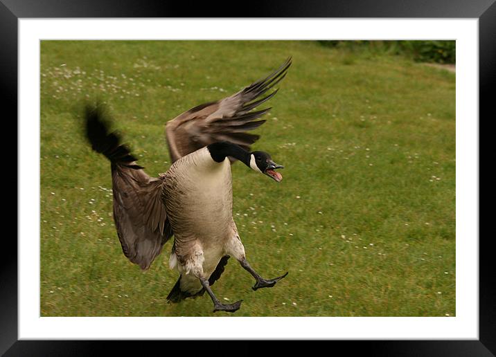 Coming in to land Framed Mounted Print by Philip Barton