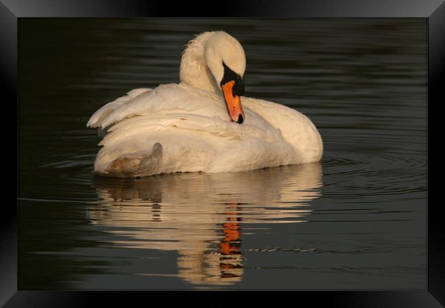 Swan at Eastleigh Country Park II Framed Print by Philip Barton