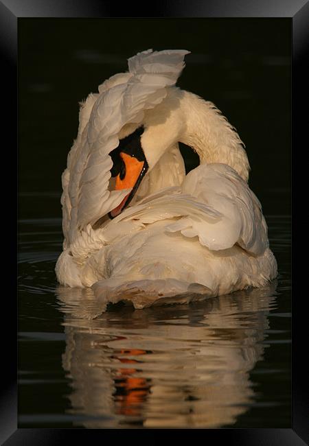 Swan at Eastleigh Country Park I Framed Print by Philip Barton