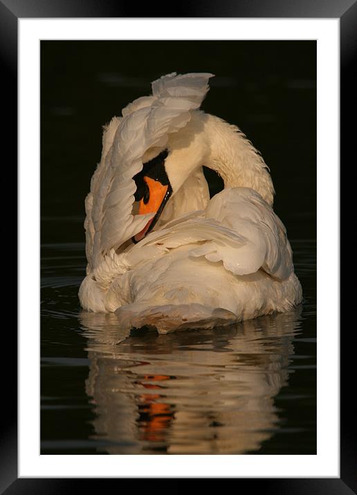 Swan at Eastleigh Country Park I Framed Mounted Print by Philip Barton