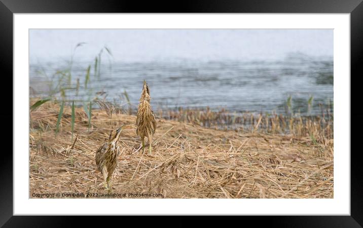 Two not so shy. Framed Mounted Print by Don Davis