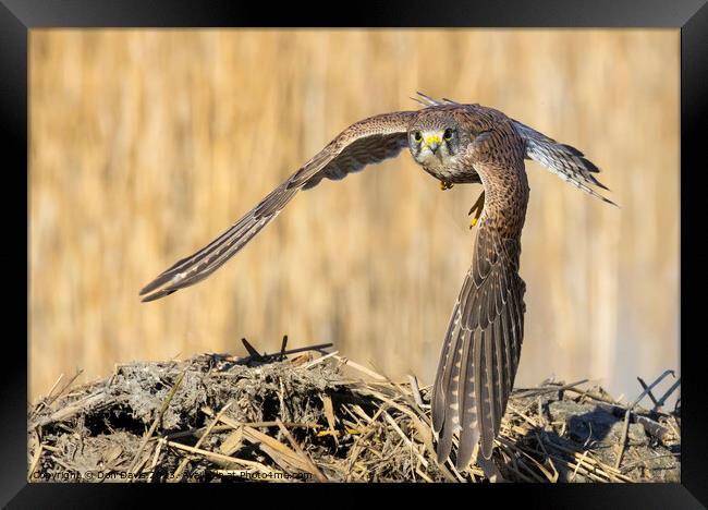 Animal bird Framed Print by Don Davis