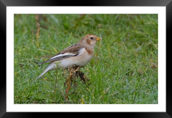 Animal bird Snow Bunting Framed Mounted Print by Don Davis