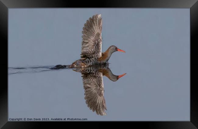 Water Rail Framed Print by Don Davis