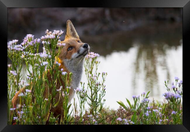 Plant flower Fox Framed Print by Don Davis