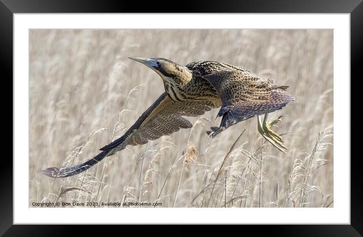 A Bird flying  Framed Mounted Print by Don Davis