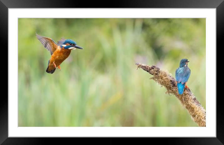 Animal bird Framed Mounted Print by Don Davis