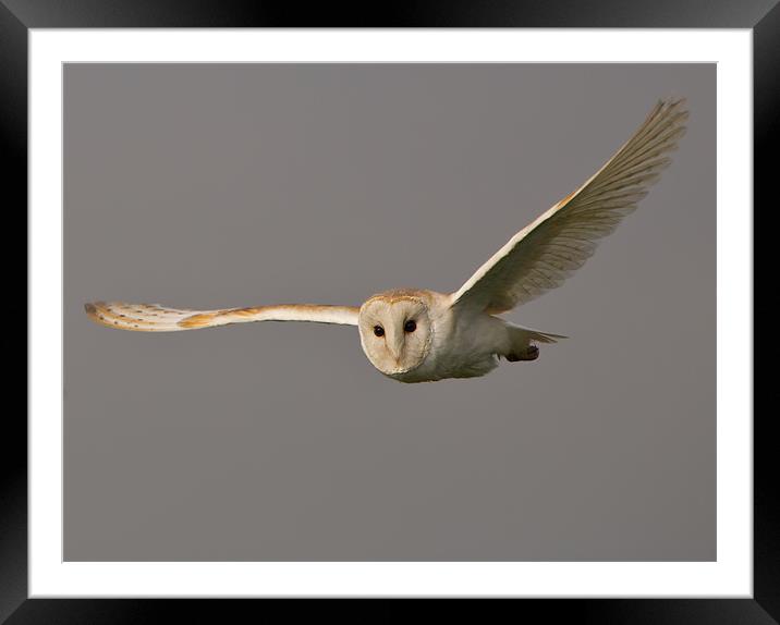 Barn Owl Framed Mounted Print by Don Davis